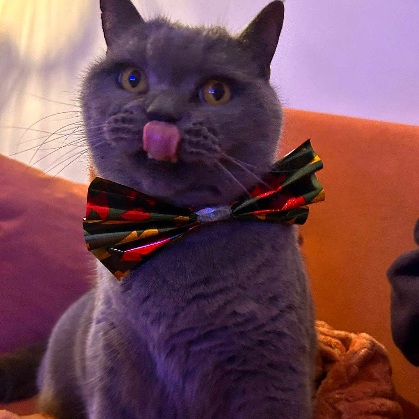 Paulin a rejoint le concours — aidez-le/la à gagner de superbes lots ! cat, gray_cat, bow_tie, pet, animal, feline, tongue_out, whiskers, indoor, cozy, blanket, fur, cute, playful, close_up, sitting, domestic_animal, portrait, warm_lighting, soft_texture