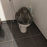 Paulin a rejoint le concours — aidez-le/la à gagner de superbes lots ! cat, gray_cat, toilet, bathroom, tile_floor, yellow_eyes, pet, indoor, plumbing, white_wall, black_toilet_seat, curious, feline, sitting, clean, minimalist, domestic_animal, animal, house, floor