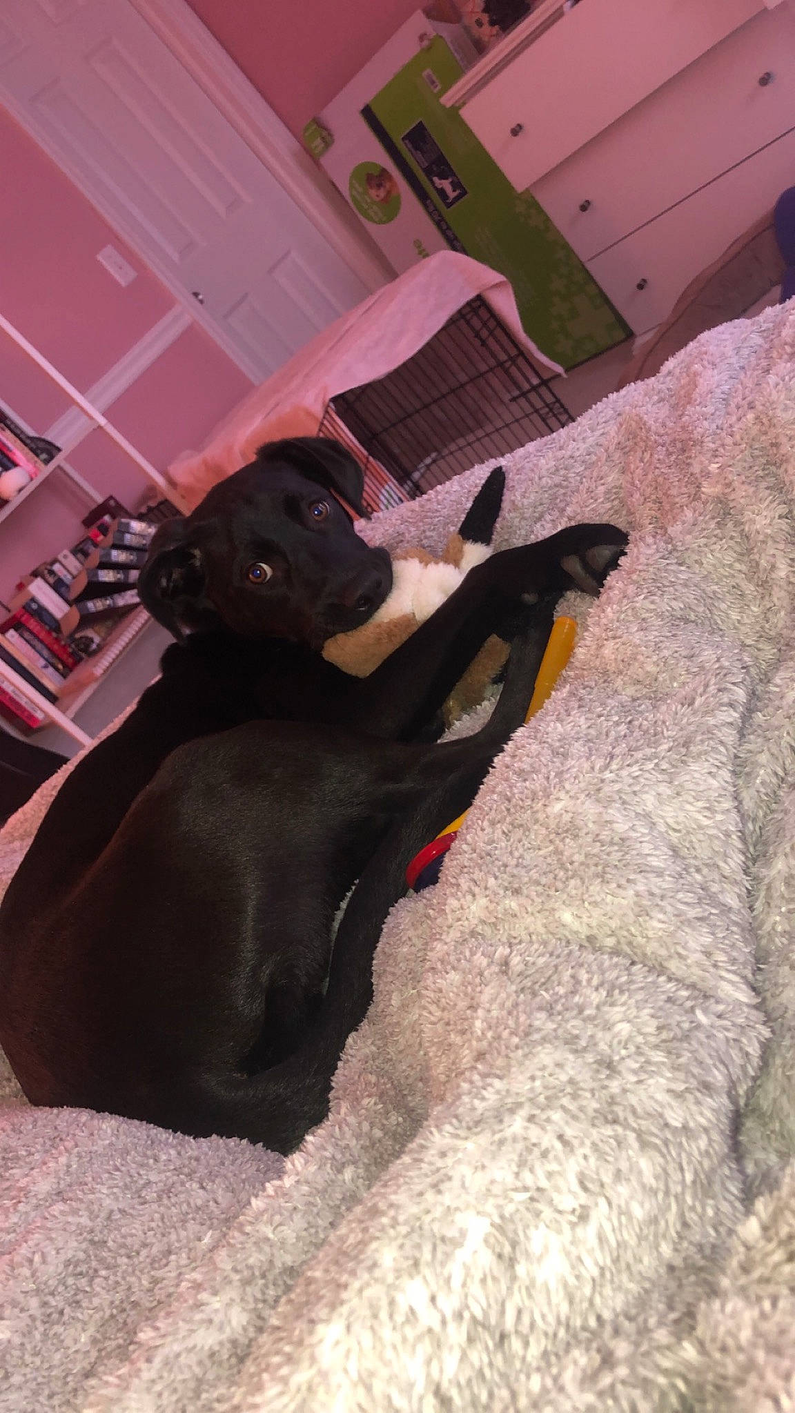 Domino is registered to the contest to win money with this photo: bed, borador, canidae, carnivore, companion_dog, dog, dog_breed, fur, guard_dog, linens, non_sporting_group, pet_supply, pink, shelf, shelving, snout, sporting_group, terrestrial_animal, working_animal, working_dog