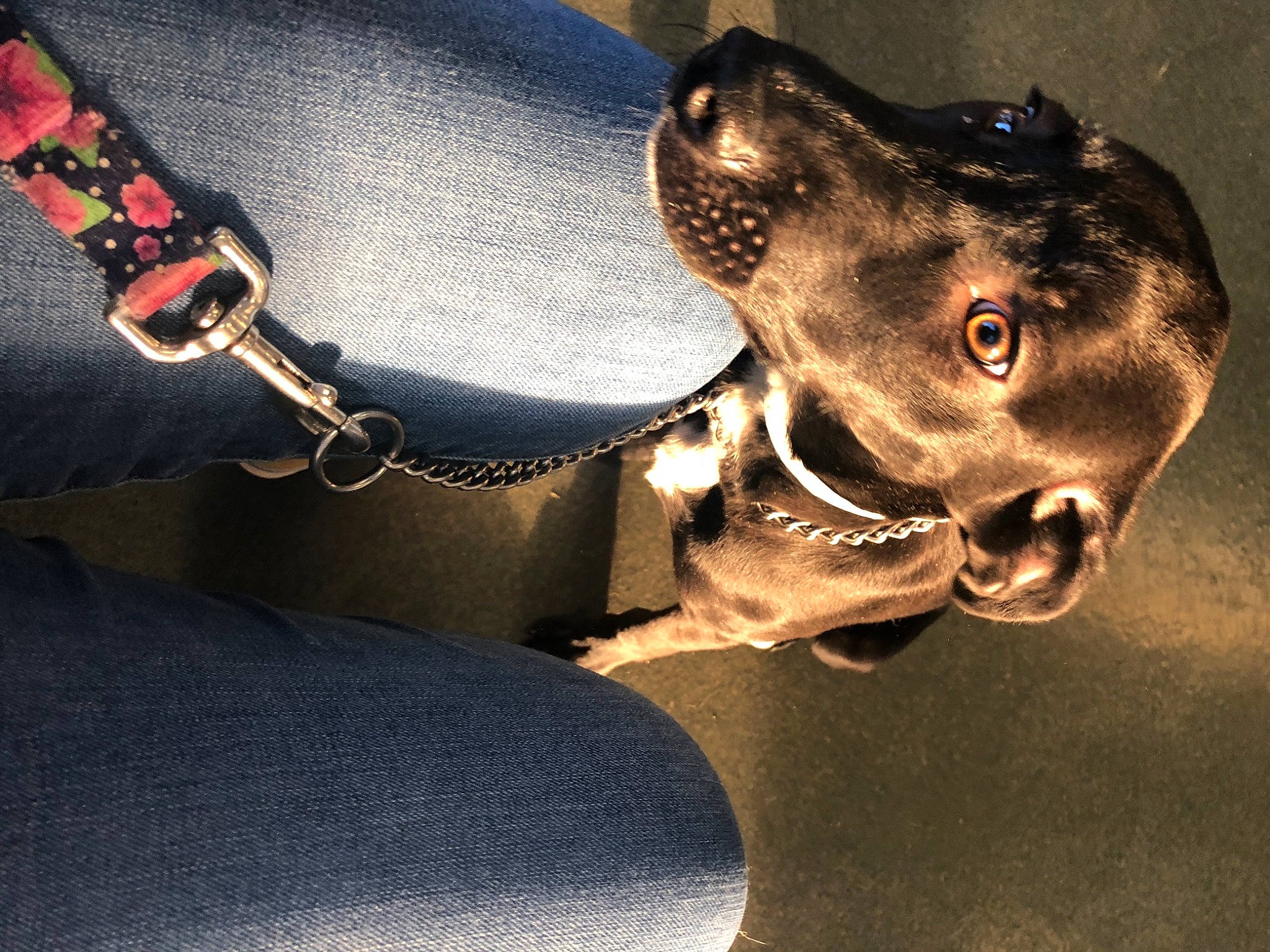 Domino is registered to the contest to win money with this photo: canidae, carnivore, collar, companion_dog, dog, dog_breed, dog_collar, dog_supply, hound, jaw, leash, liver, pet_supply, shoulder_bag, snout, sporting_group, strap, whiskers, working_animal, working_dog