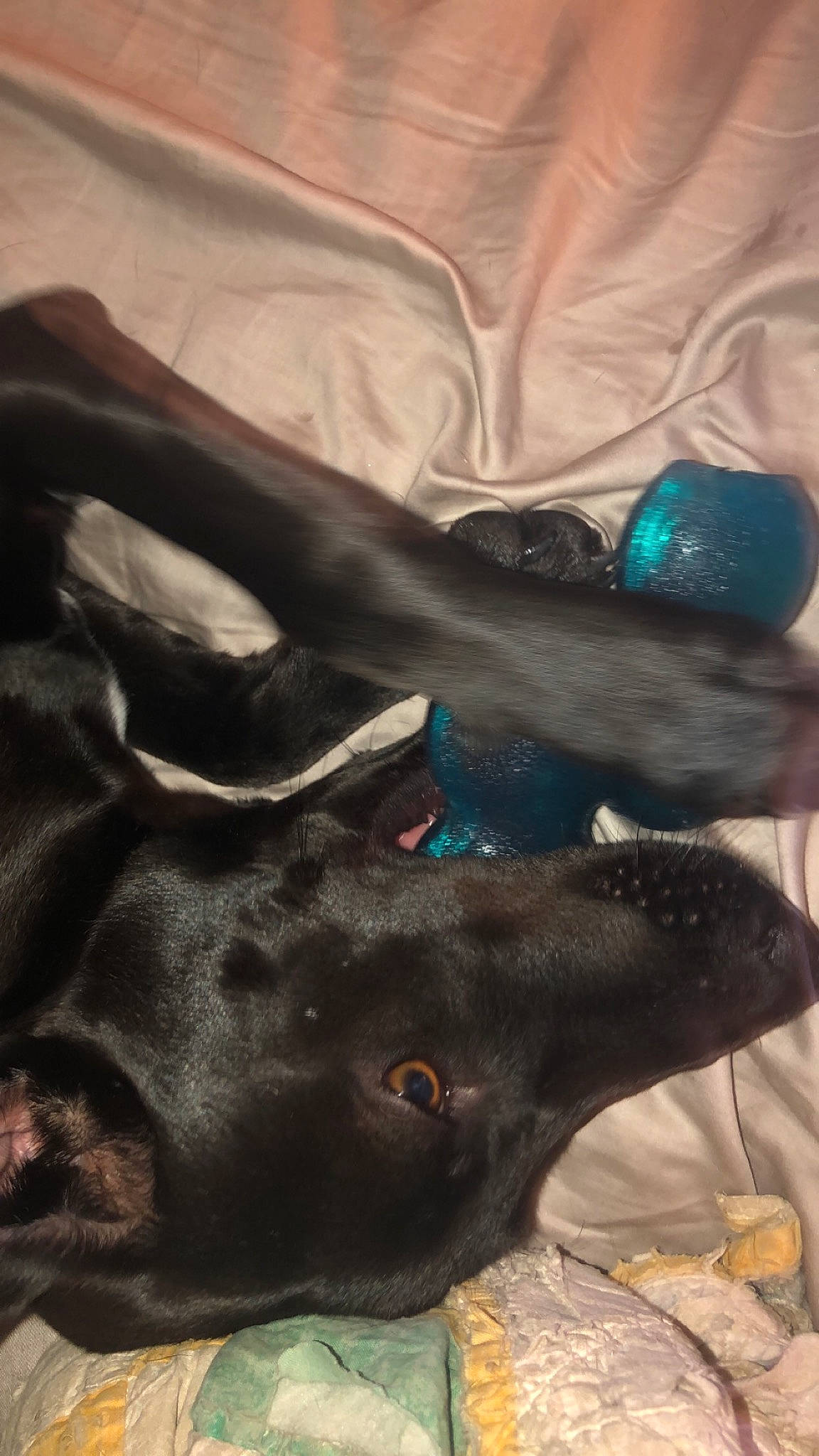 Domino is registered to the contest to win money with this photo: canidae, carnivore, companion_dog, dog, dog_breed, guard_dog, liver, non_sporting_group, organism, snout, sporting_group, teal, terrestrial_animal, working_animal, working_dog