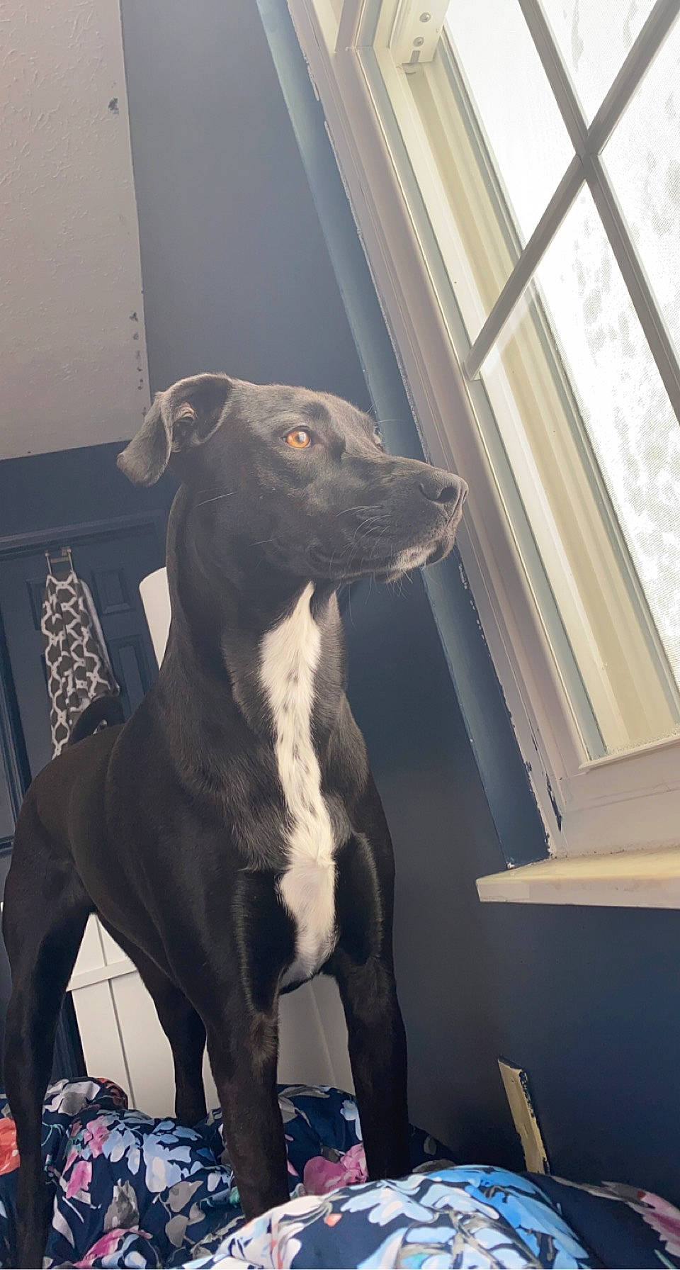 Domino joined the competition — help win amazing prizes! canidae, carnivore, collar, companion_dog, daylighting, dog, dog_breed, snout, sporting_group, working_animal, working_dog