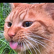 Linou a rejoint le concours — aidez-le/la à gagner de superbes lots ! animal, cat, close_up, ears, eyes, face, feline, fur, grass, greenery, licking, nose, orange_tabby, outdoors, pet, portrait, smartphone_screenshot, striped_fur, tongue, whiskers