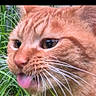 animal, cat, close_up, ears, eyes, face, feline, fur, grass, greenery, licking, nose, orange_tabby, outdoors, pet, portrait, smartphone_screenshot, striped_fur, tongue, whiskers