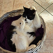 Philou participe au concours pour gagner de l'argent avec cette photo : cat, black_and_white, basket, purple_cloth, tile_floor, relaxed, pet, feline, indoor, cute, sleepy, cozy, resting, paw, fur, animal, domestic, whiskers, cute_pose, wicker