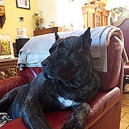 Oube a rejoint le concours — aidez-le/la à gagner de superbes lots ! dog, black_dog, armchair, leather_chair, living_room, furniture, blanket, decor, wooden_furniture, pet, relaxed, indoor, cozy, floor_tiles, table, picture_frame, houseplant, calm, domestic_animal, resting