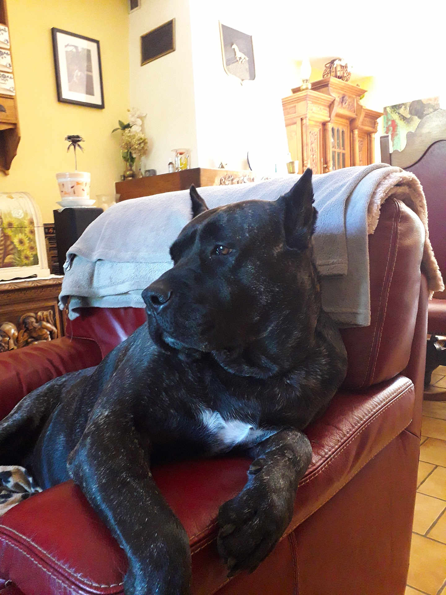 Oube a rejoint le concours — aidez-le/la à gagner de superbes lots ! dog, black_dog, armchair, leather_chair, living_room, furniture, blanket, decor, wooden_furniture, pet, relaxed, indoor, cozy, floor_tiles, table, picture_frame, houseplant, calm, domestic_animal, resting