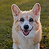 animal, canine, corgi, cute, daylight, dog, ears, friendly, fur, grass, happy, mammal, nature, outdoor, pet, playful, portrait, sitting, smiling, tongue