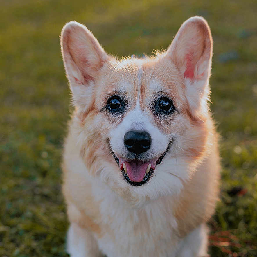Willow
