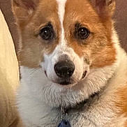 Christie Fontaine is registered to the contest to win money with this photo: animal, blanket, canine, collar, companion, corgi, cozy, cute, dog, ears, friendly, fur, indoor, looking, paw, pet, portrait, relaxed, resting, tag