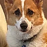animal, blanket, canine, collar, companion, corgi, cozy, cute, dog, ears, friendly, fur, indoor, looking, paw, pet, portrait, relaxed, resting, tag