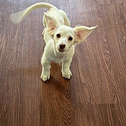 Lacy joined the competition — help win amazing prizes! puppy, dog, white_dog, floor, wood_floor, pet, animal, ears, tail, looking_up, indoor, cute, young, small_dog, canine, fur, adorable, motion_blur, domestic_animal, friendly