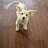 puppy, dog, white_dog, floor, wood_floor, pet, animal, ears, tail, looking_up, indoor, cute, young, small_dog, canine, fur, adorable, motion_blur, domestic_animal, friendly