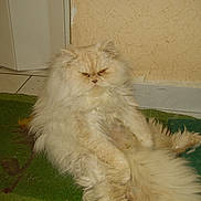 Simba participe au concours pour gagner de l'argent avec cette photo :