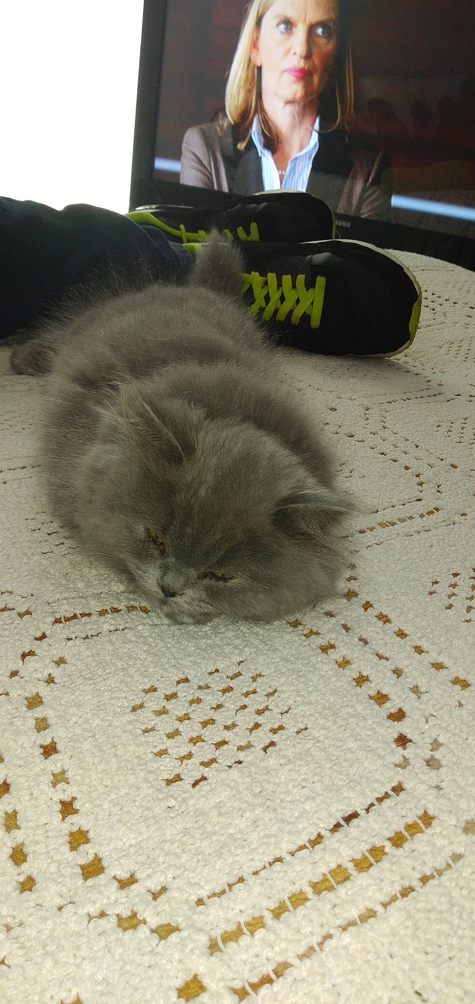 Prunelle a rejoint le concours — aidez-le/la à gagner de superbes lots ! british_longhair, british_semi_longhair, carnivore, cat, domestic_long_haired_cat, fawn, felidae, fur, kitten, nebelung, persian, person, small_to_medium_sized_cats, whiskers