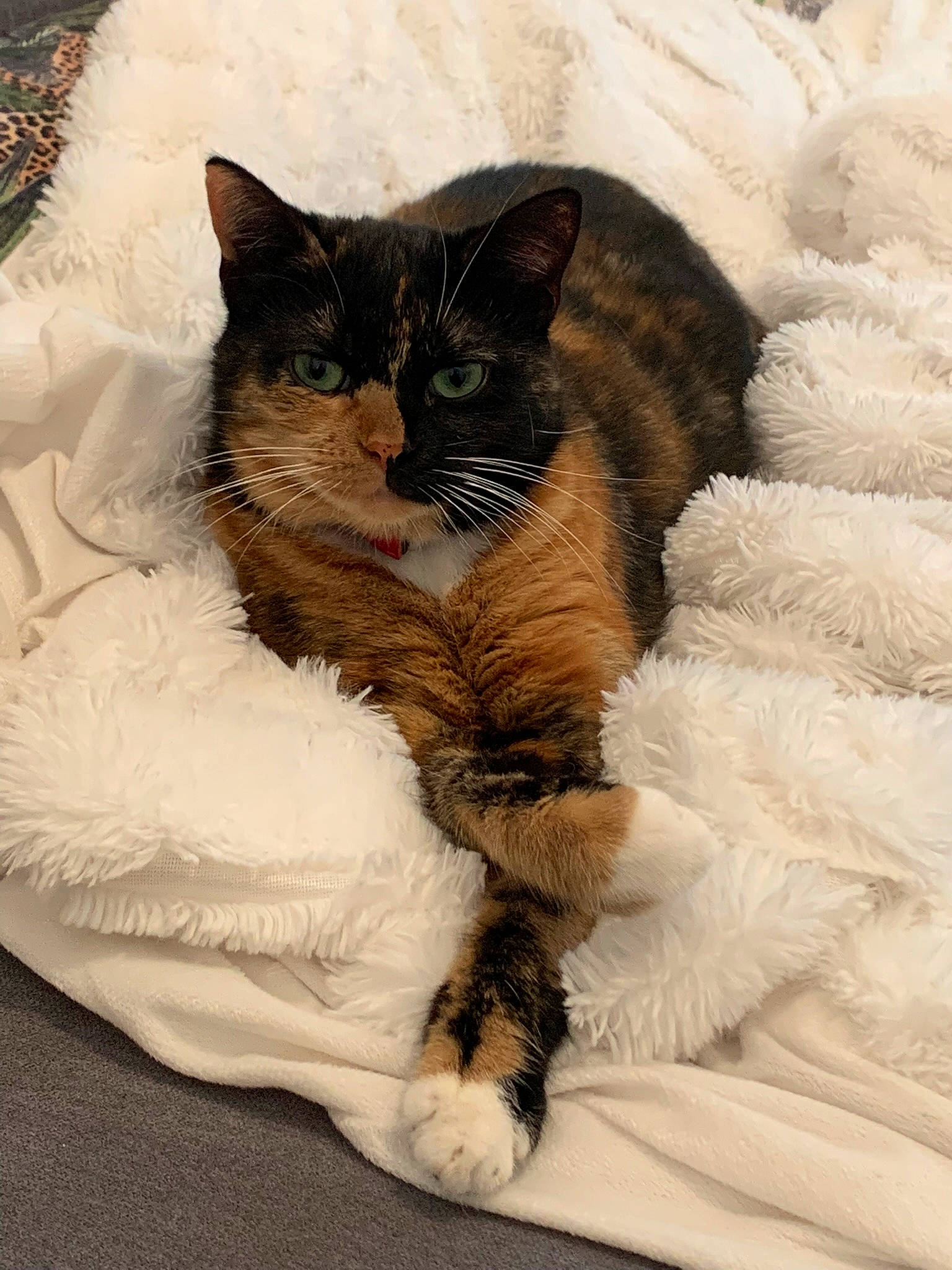 Bastet participe au concours pour gagner de l'argent avec cette photo : bed, bedding, carnivore, cat, cat_bed, claw, comfort, domestic_short_haired_cat, fawn, felidae, fur, grey, linens, nap, paw, sleep, small_to_medium_sized_cats, snout, tail, whiskers