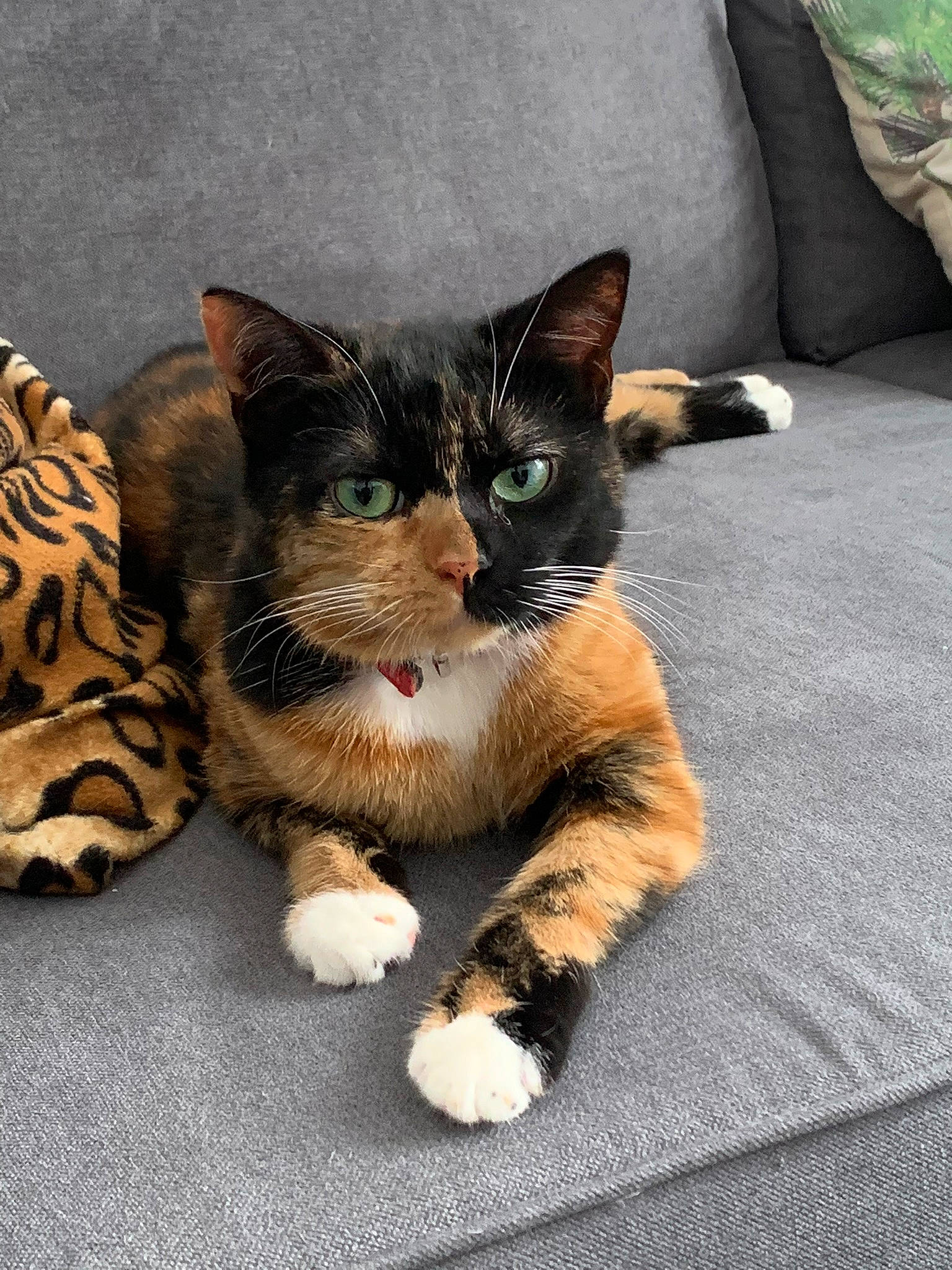 Bastet participe au concours pour gagner de l'argent avec cette photo : carnivore, cat, claw, comfort, domestic_short_haired_cat, felidae, foot, fur, grey, paw, pillow, sitting, small_to_medium_sized_cats, snout, tail, terrestrial_animal, throw_pillow, whiskers