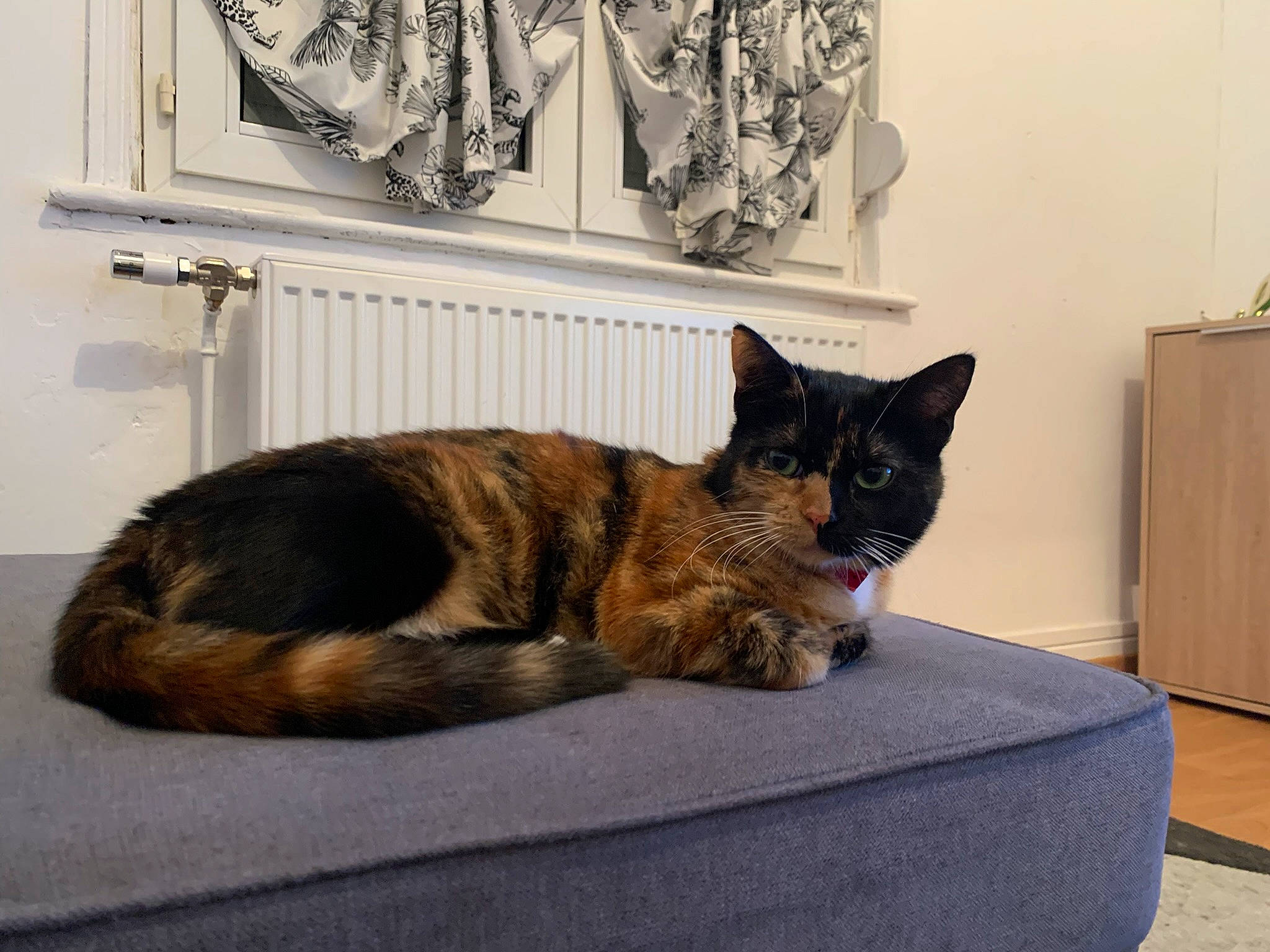 Bastet a rejoint le concours — aidez-le/la à gagner de superbes lots ! carnivore, cat, cat_supply, comfort, curtain, domestic_short_haired_cat, fawn, felidae, fur, grey, interior_design, linens, picture_frame, room, small_to_medium_sized_cats, snout, tail, tree, whiskers, window