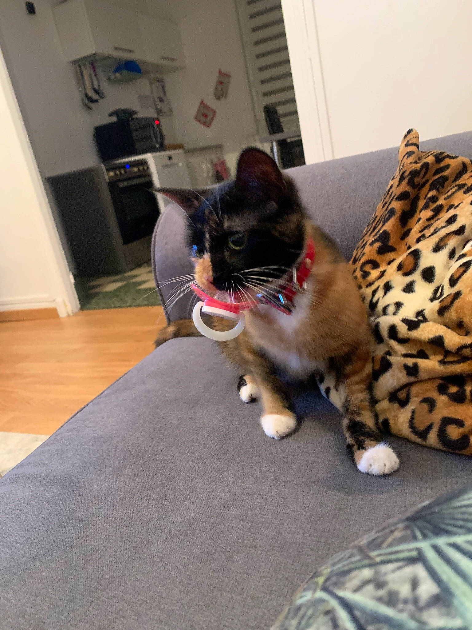 Bastet participe au concours pour gagner de l'argent avec cette photo : big_cats, carnivore, cat, comfort, domestic_short_haired_cat, door, felidae, flooring, fur, hardwood, jaguar, leopard, linens, paw, picture_frame, room, small_to_medium_sized_cats, tail, toy, whiskers