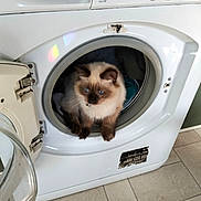 Spud is registered to the contest to win money with this photo: cat, washing_machine, blue_eyes, fluffy, indoor, appliance, door_open, tile_floor, household, curious, pet, fur, domestic, cozy, white, cleaning, laundry, resting, cute, animal
