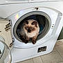 cat, washing_machine, blue_eyes, fluffy, indoor, appliance, door_open, tile_floor, household, curious, pet, fur, domestic, cozy, white, cleaning, laundry, resting, cute, animal