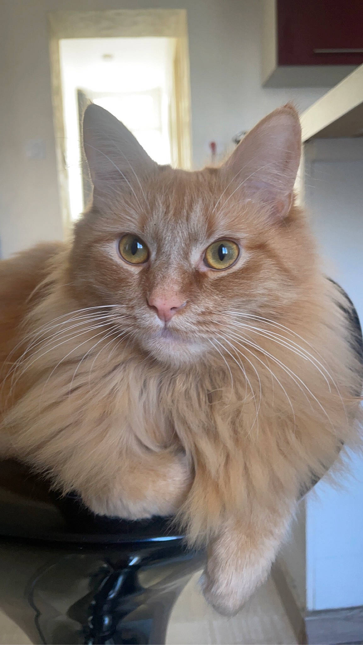 Chacha participe au concours pour gagner de l'argent avec cette photo : box, british_longhair, carnivore, cat, claw, domestic_short_haired_cat, fawn, felidae, fur, maine_coon, paw, small_to_medium_sized_cats, snout, tail, whiskers, window, wood