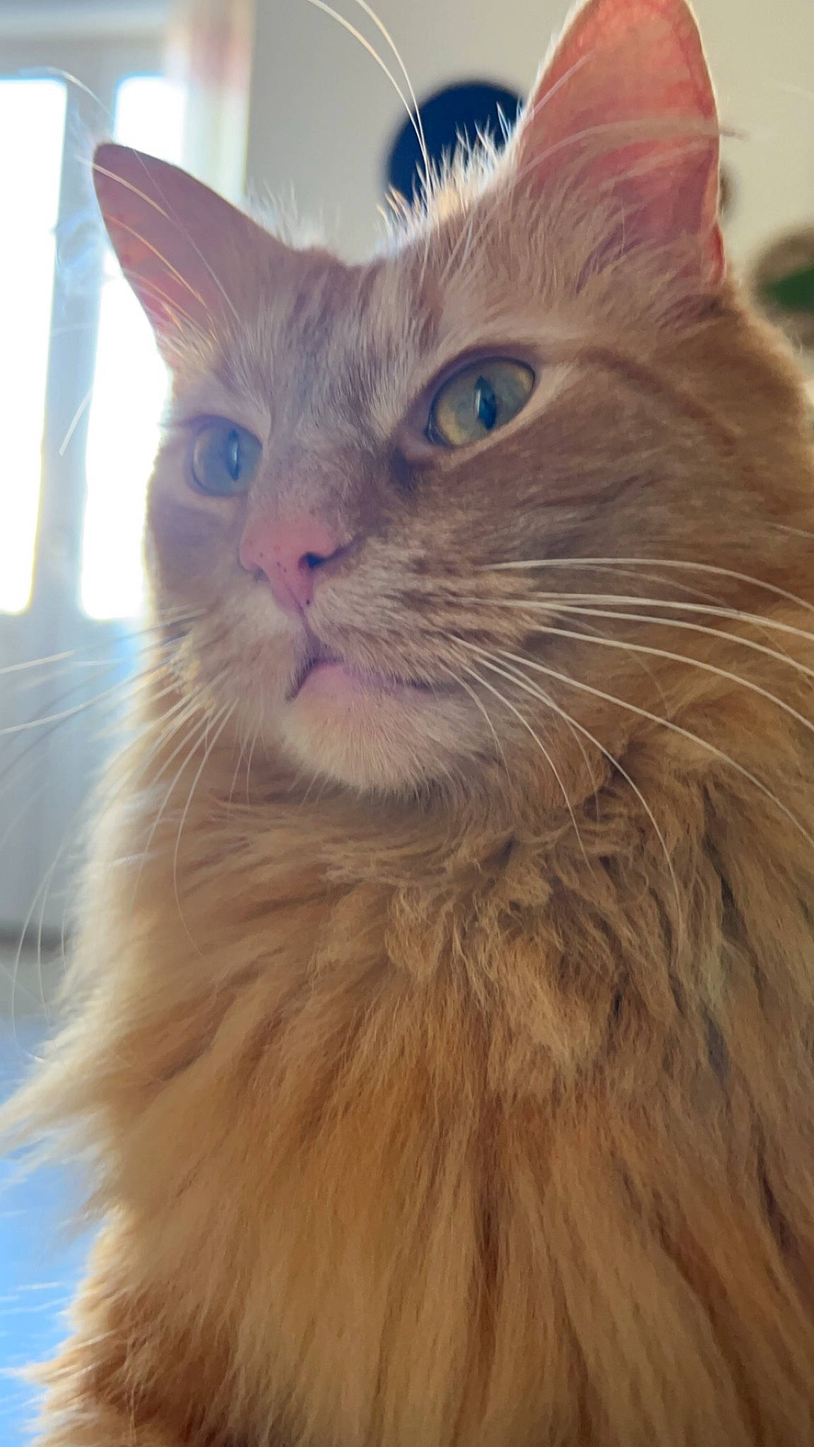 Chacha a rejoint le concours — aidez-le/la à gagner de superbes lots ! carnivore, cat, domestic_short_haired_cat, eye, fawn, felidae, fur, hair, head, paw, small_to_medium_sized_cats, snout, terrestrial_animal, whiskers, window