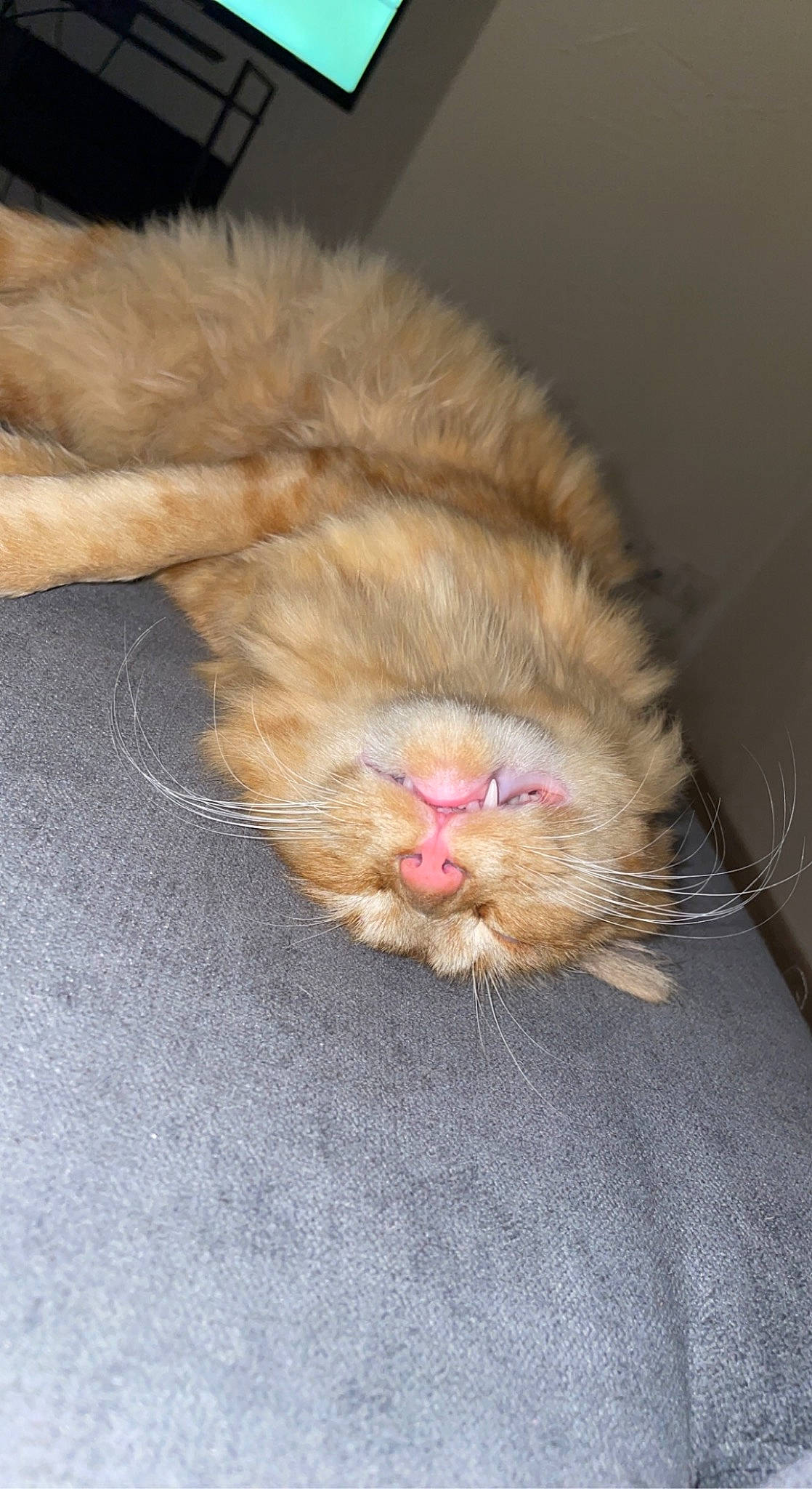 Chacha participe au concours pour gagner de l'argent avec cette photo : canidae, carnivore, cat, claw, comfort, companion_dog, dog_breed, felidae, flooring, foot, fur, hardwood, liver, natural_material, paw, small_to_medium_sized_cats, sporting_group, tail, terrestrial_animal, whiskers