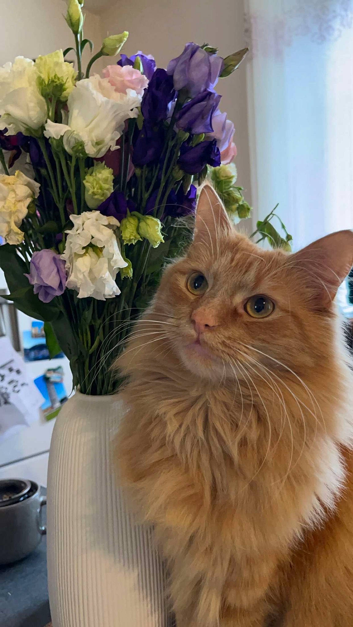 Chacha participe au concours pour gagner de l'argent avec cette photo : annual_plant, artificial_flower, blue, bouquet, carnivore, cat, cut_flowers, event, fawn, felidae, flower, flower_arranging, flowering_plant, fur, herbaceous_plant, petal, plant, rose, small_to_medium_sized_cats, whiskers