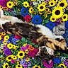 cat, calico_cat, flower_bed, sunflower, purple_flower, blue_flower, yellow_flower, floral_background, pet, animal, relaxed, stretching, nature, colorful, outdoor, greenery, leaf, plant, cute, fur