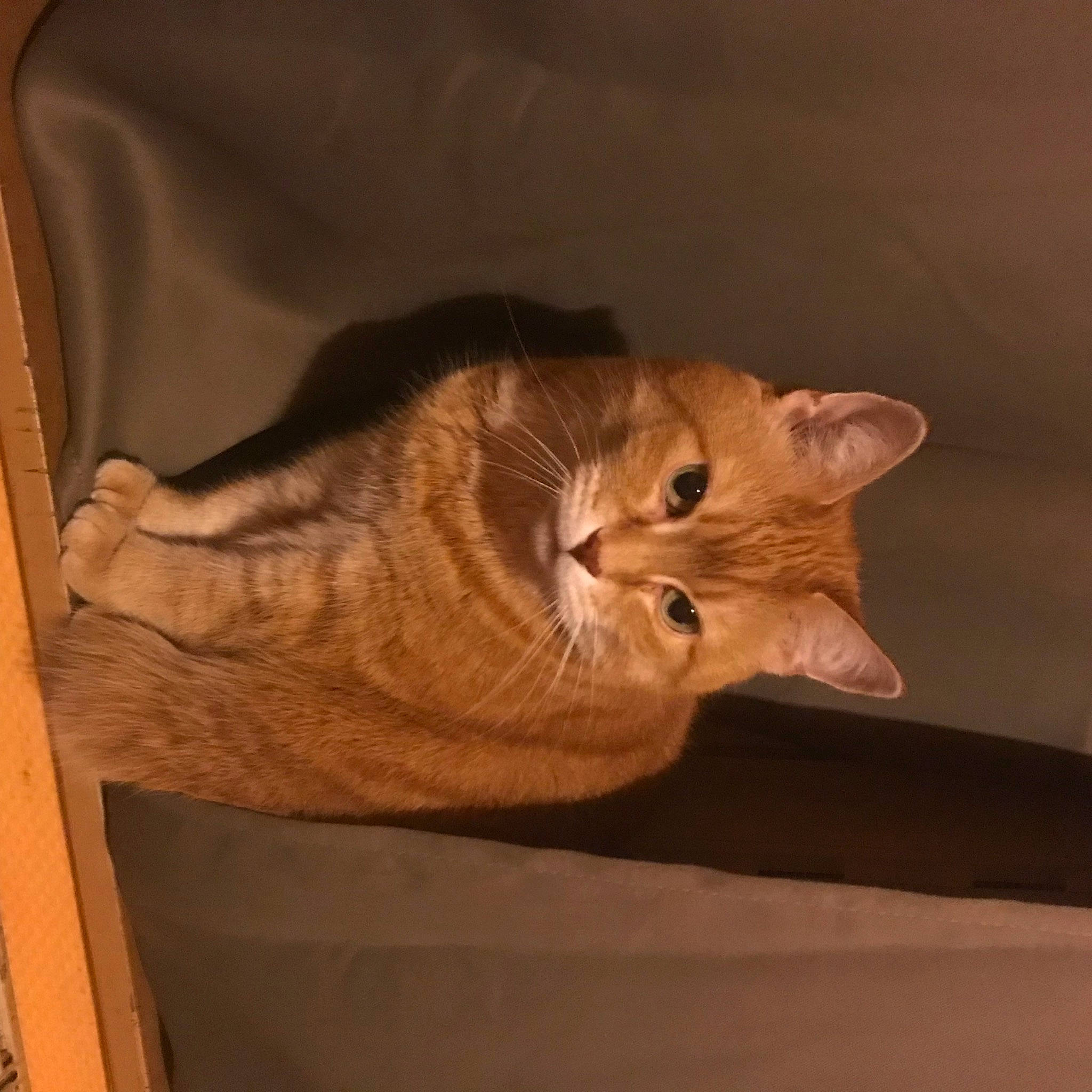 Roux a rejoint le concours — aidez-le/la à gagner de superbes lots ! carnivore, cat, cat_supply, chair, comfort, domestic_short_haired_cat, fawn, felidae, fur, hardwood, paw, room, small_to_medium_sized_cats, table, tail, whiskers, window, wood, wood_stain