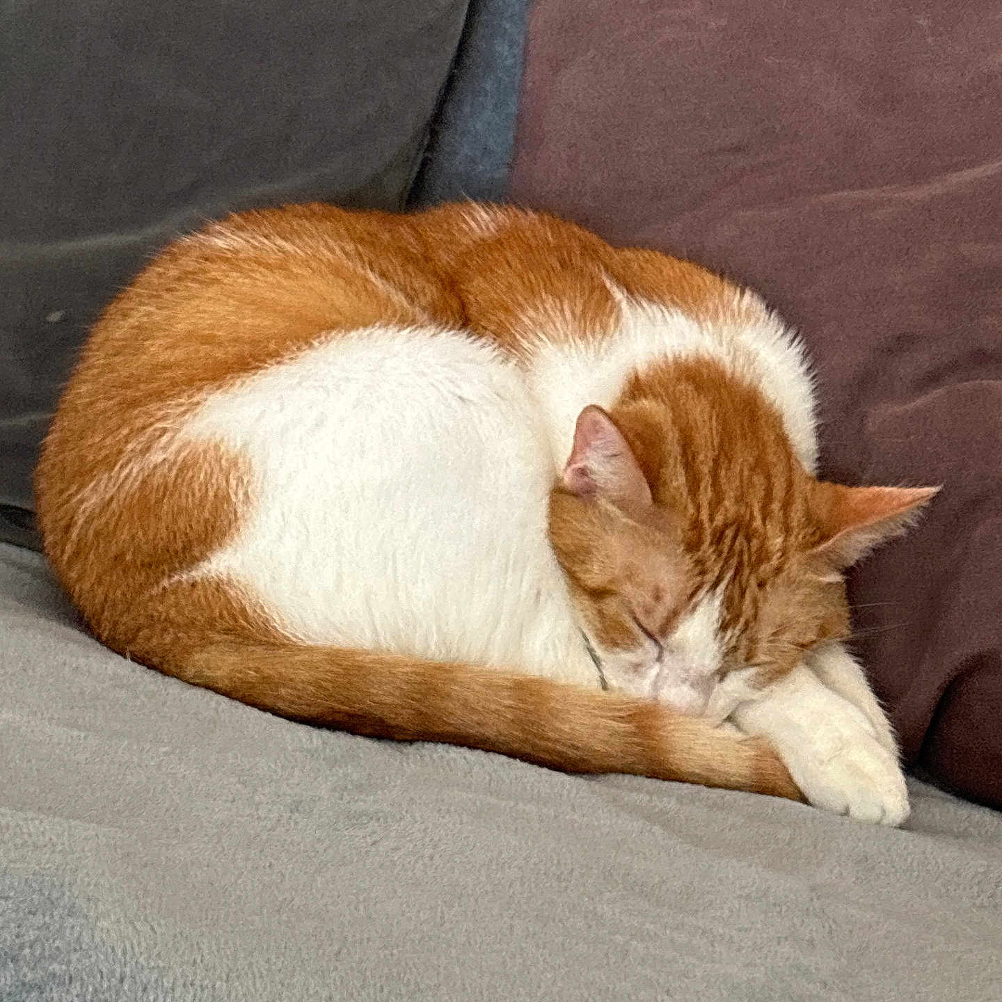 Nina participe au concours pour gagner de l'argent avec cette photo : abyssinian, animal, bed, bedroom, blanket, cat, chair, couch, cushion, furniture, hardwood, homedecor, indoors, kitten, manx, person, pet, room, sleeping, wood