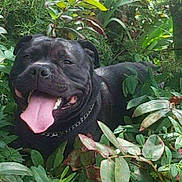 Max participe au concours pour gagner de l'argent avec cette photo : dog, black_dog, tongue_out, happy, outdoor, greenery, plants, leaves, nature, pet, canine, smiling, collar, tongue, animal, playful, summer, sunlight, garden, bushes