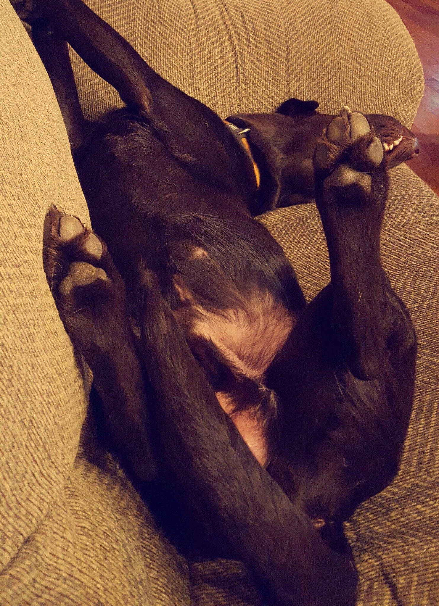 Wrangler joined the competition — help win amazing prizes! art, canidae, carnivore, cloud, comfort, companion_dog, dog, dog_breed, fawn, fur, gesture, human_leg, liver, sculpture, snout, sporting_group, tail, terrestrial_animal, wood, working_animal