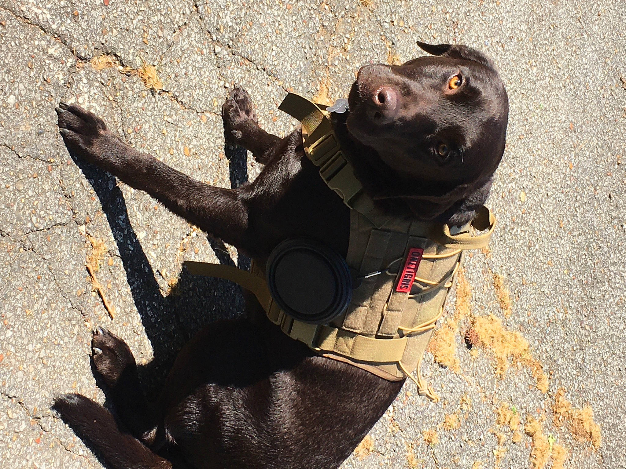 Wrangler is registered to the contest to win money with this photo: asphalt, canidae, carmine, carnivore, companion_dog, concrete, dog, dog_breed, fashion_accessory, leash, personal_protective_equipment, road_surface, shadow, soil, sporting_group, street_dog, tail, tar, working_animal