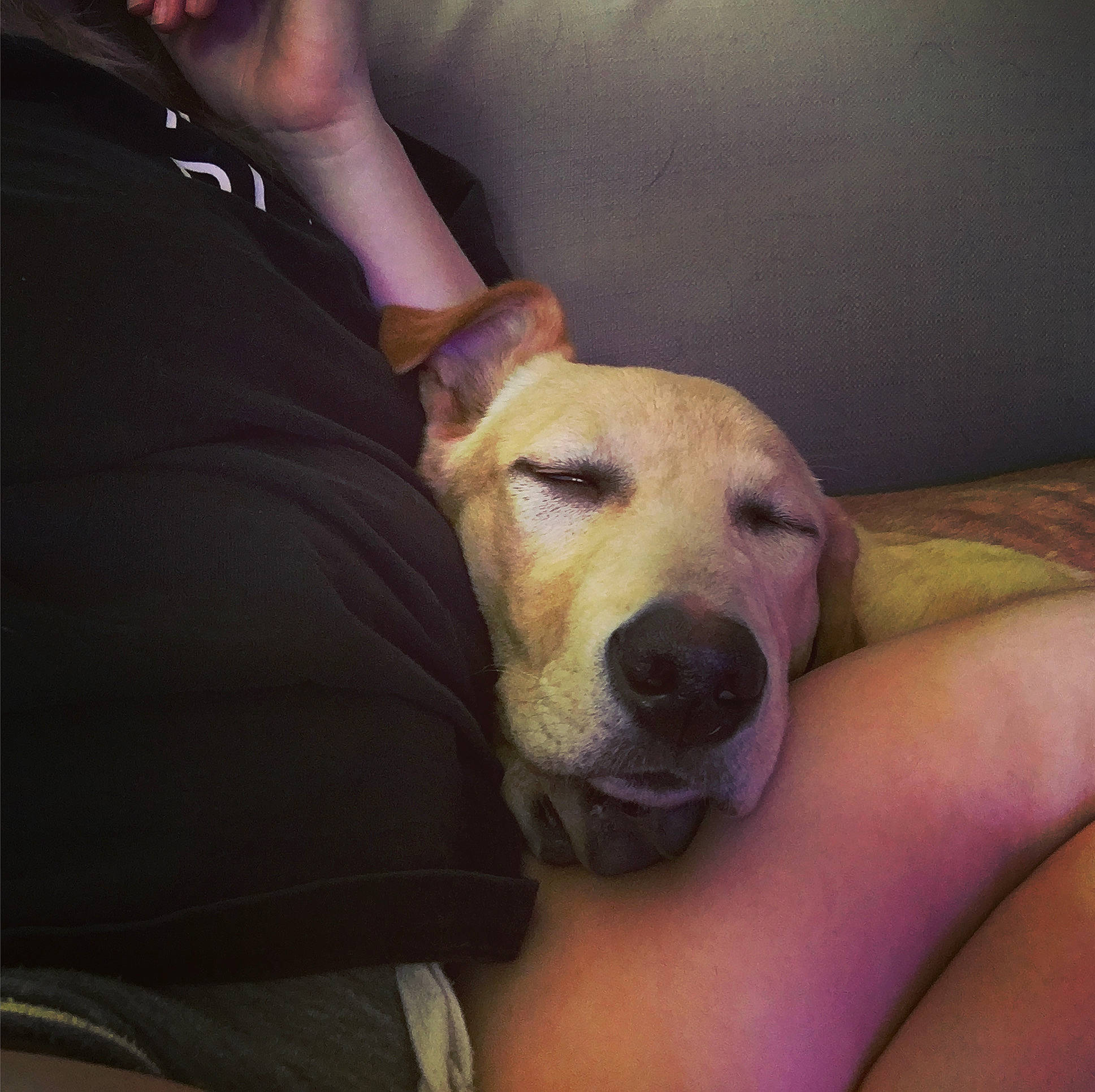 Khaleesi is registered to the contest to win money with this photo: abdomen, carnivore, chest, cloud, comfort, companion_dog, dog, dog_breed, ear, elbow, fawn, finger, fur, gesture, muscle, nail, paw, selfie, whiskers, wrist