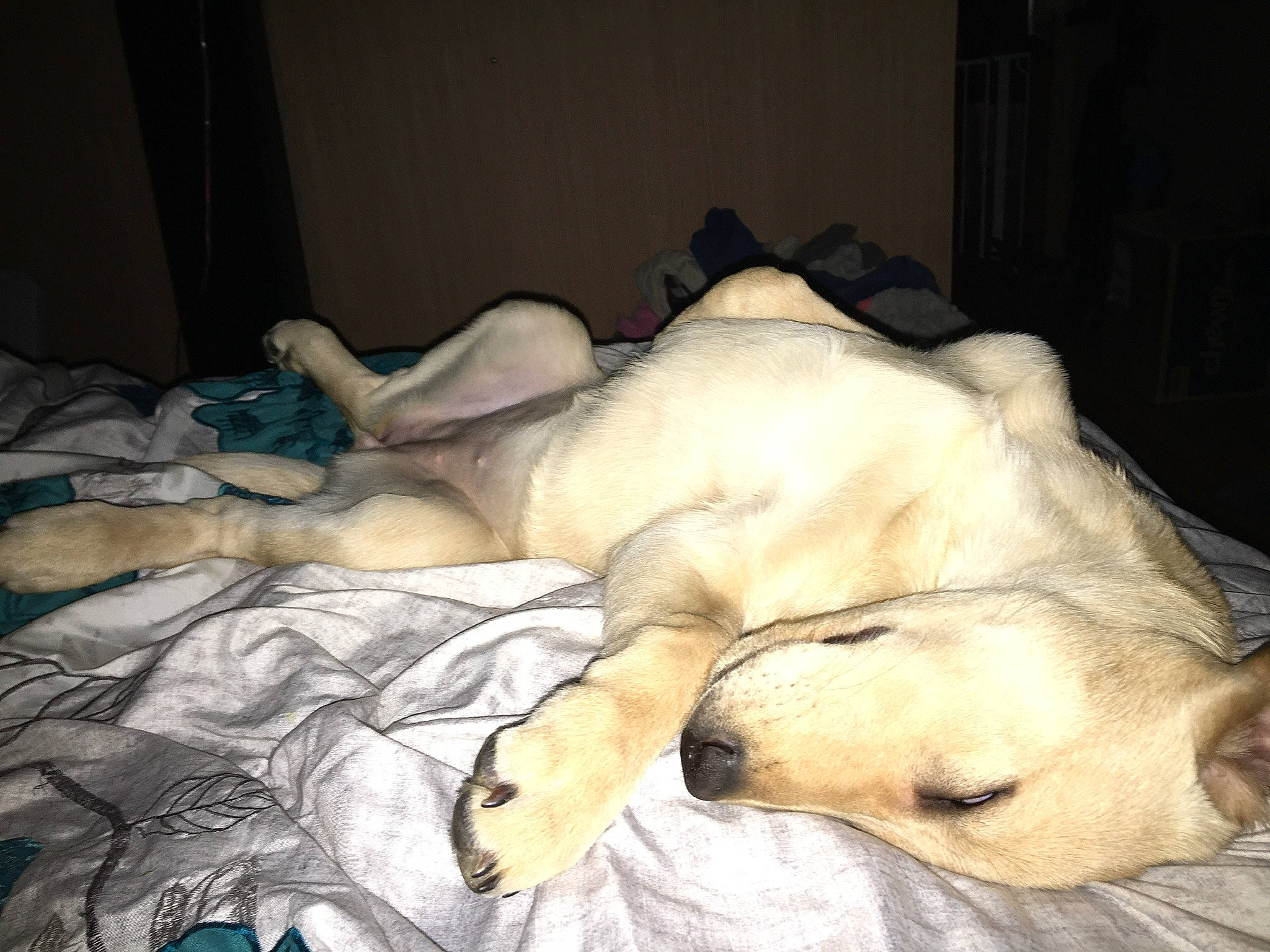 Khaleesi is registered to the contest to win money with this photo: bed, bed_sheet, bedding, bedtime, carnivore, comfort, companion_dog, dog, dog_breed, fawn, fur, linens, nap, paw, snout, sporting_group, terrestrial_animal, whiskers, working_animal, wrinkle