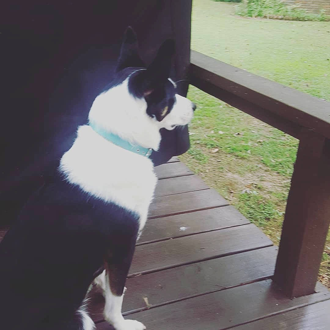 Rose is registered to the contest to win money with this photo: boston_terrier, carnivore, collar, companion_dog, dog, dog_breed, dog_collar, fawn, fence, hardwood, mammal, plank, plant, snout, tail, tints_and_shades, whiskers, window, wood, working_animal