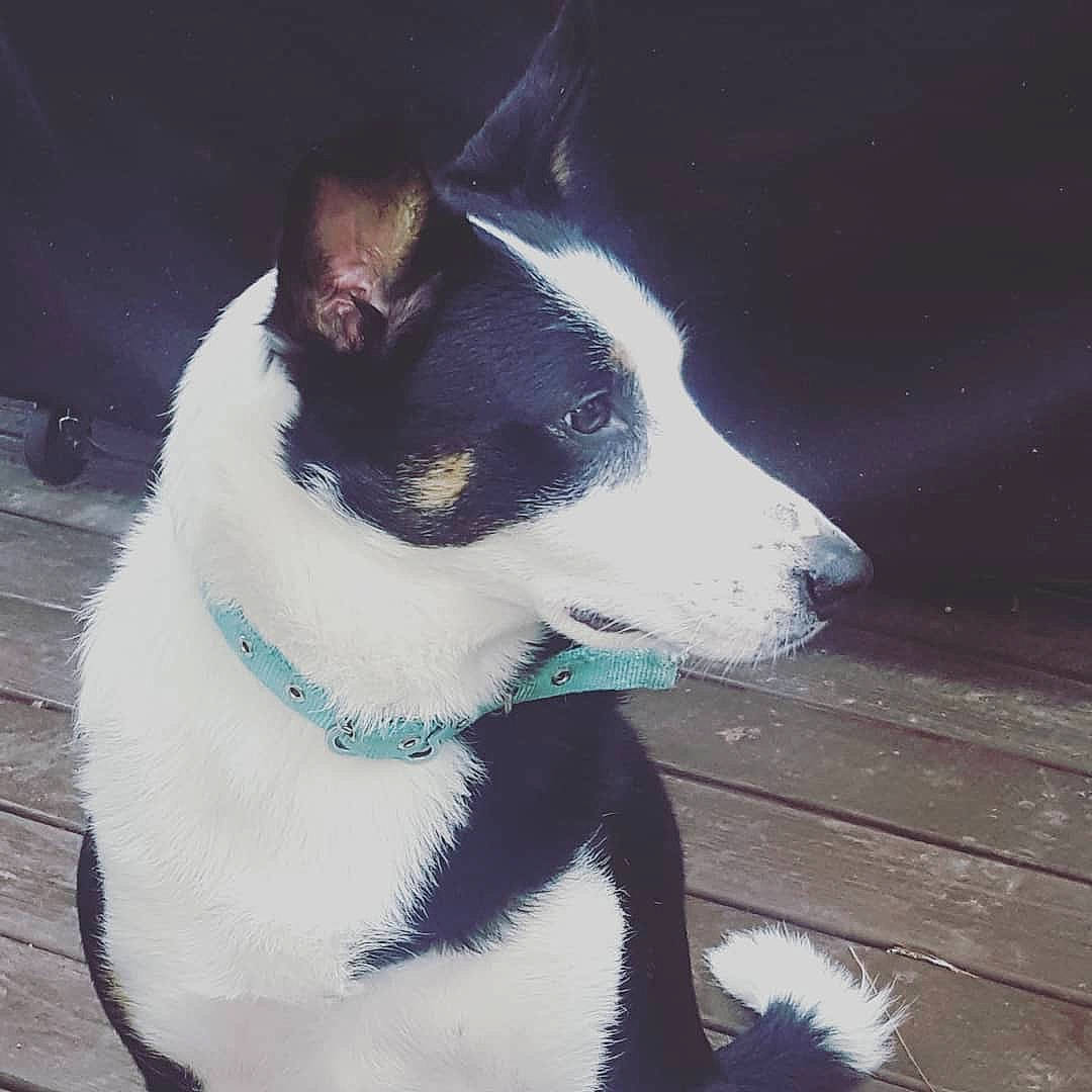 Rose joined the competition — help win amazing prizes! bicycle, canidae, carnivore, collar, companion_dog, dog, dog_breed, dog_collar, fur, non_sporting_group, sky, snout, sporting_group, tail, whiskers, working_animal, working_dog