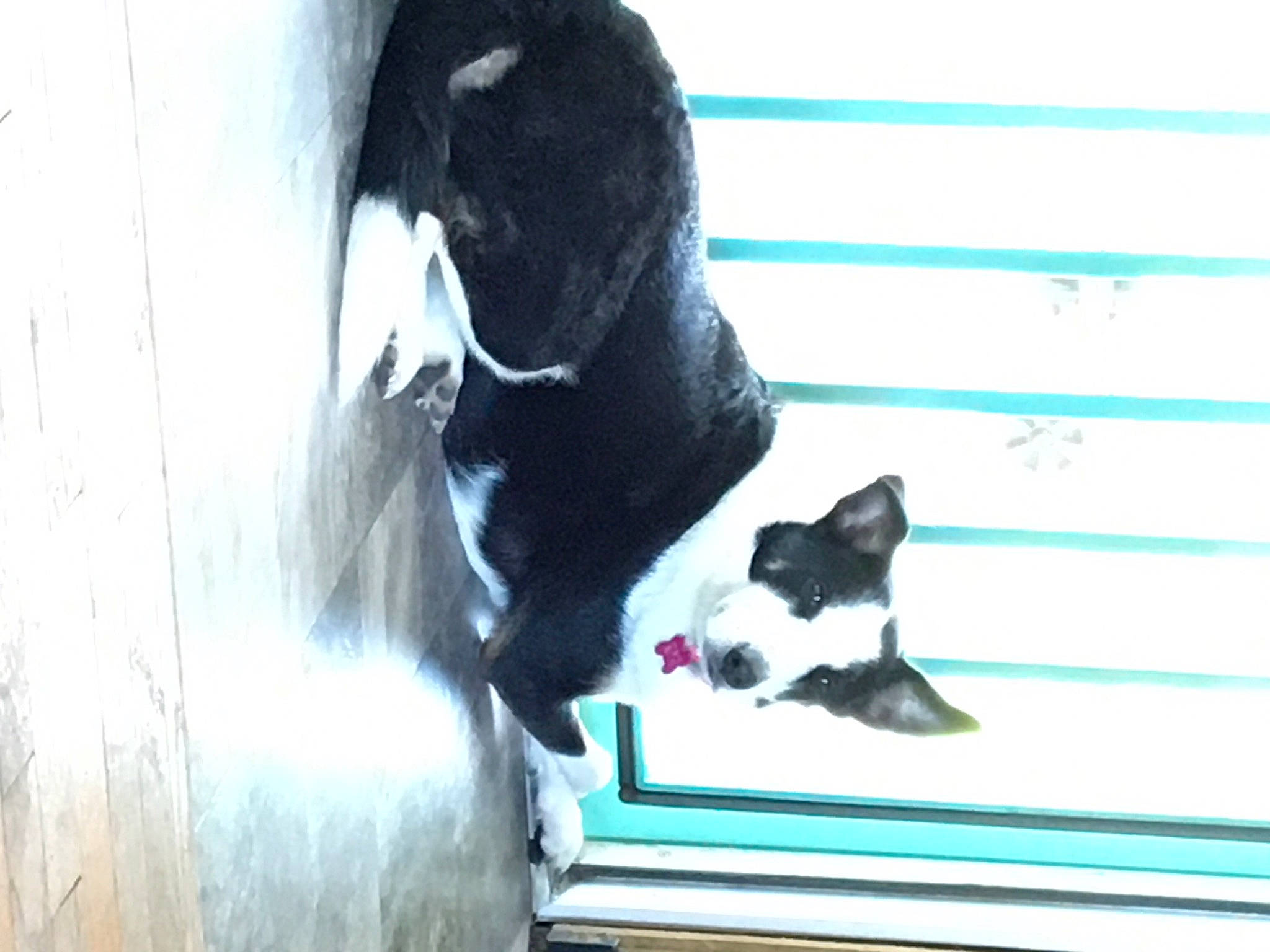 Rose joined the competition — help win amazing prizes! black_cat, canidae, carnivore, cat, companion_dog, dog_breed, domestic_short_haired_cat, felidae, flooring, fur, hardwood, pet_supply, room, small_to_medium_sized_cats, snout, sporting_group, tail, whiskers, window, wood