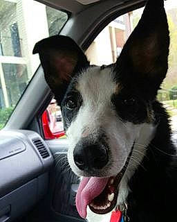 Rose is registered to the contest to win money with this photo: automotive_mirror, car, carnivore, collar, companion_dog, dog, dog_breed, dog_collar, door, motor_vehicle, plant, rear_view_mirror, snout, steering_wheel, vehicle, vehicle_door, whiskers, window, windshield, working_animal