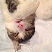 Guizmo a rejoint le concours — aidez-le/la à gagner de superbes lots !