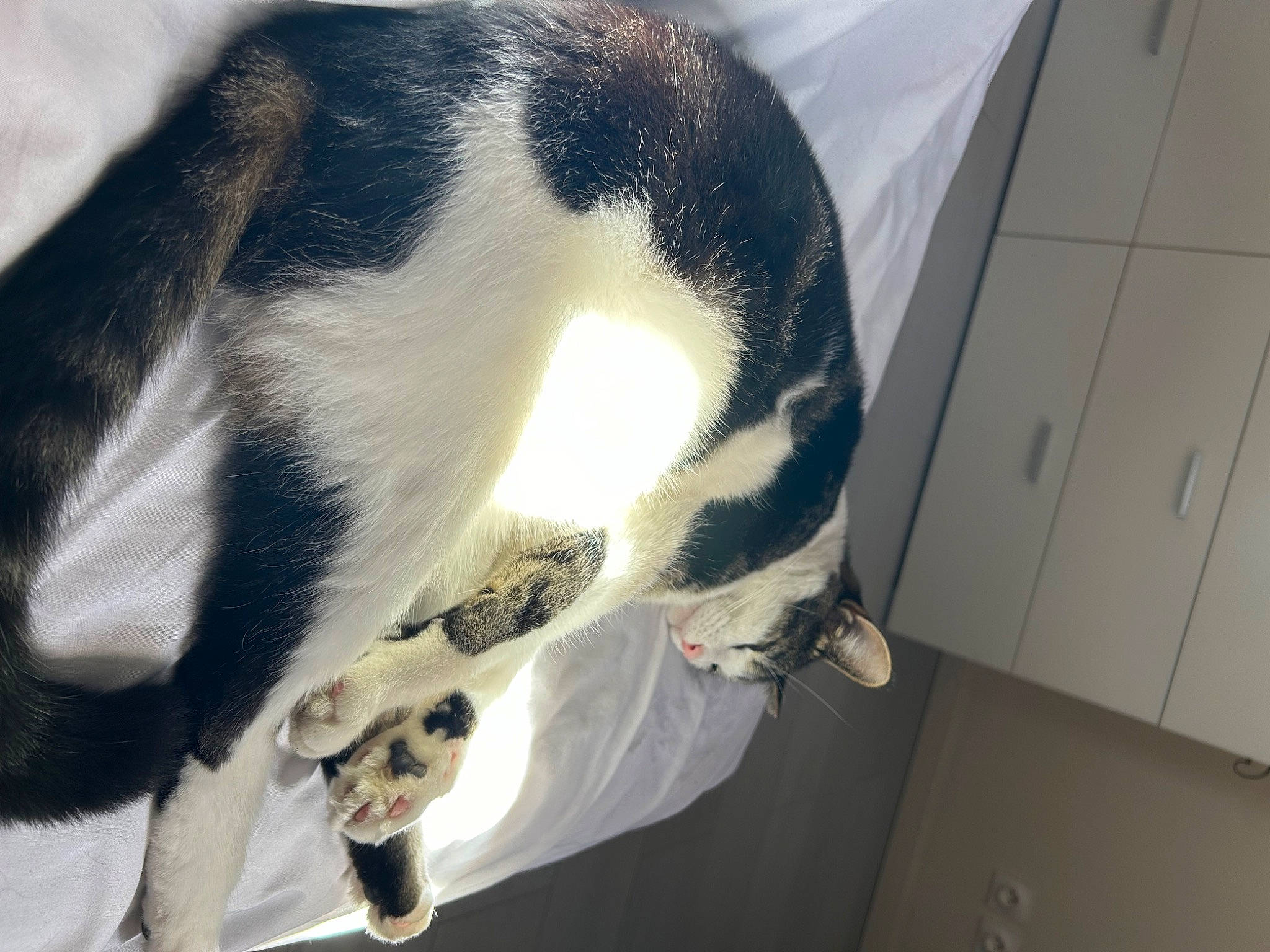 Minette a rejoint le concours — aidez-le/la à gagner de superbes lots ! cabinetry, canidae, carnivore, cat, claw, collar, comfort, dog_breed, domestic_short_haired_cat, felidae, fur, head, nap, paw, small_to_medium_sized_cats, snout, sporting_group, tail, terrestrial_animal, whiskers