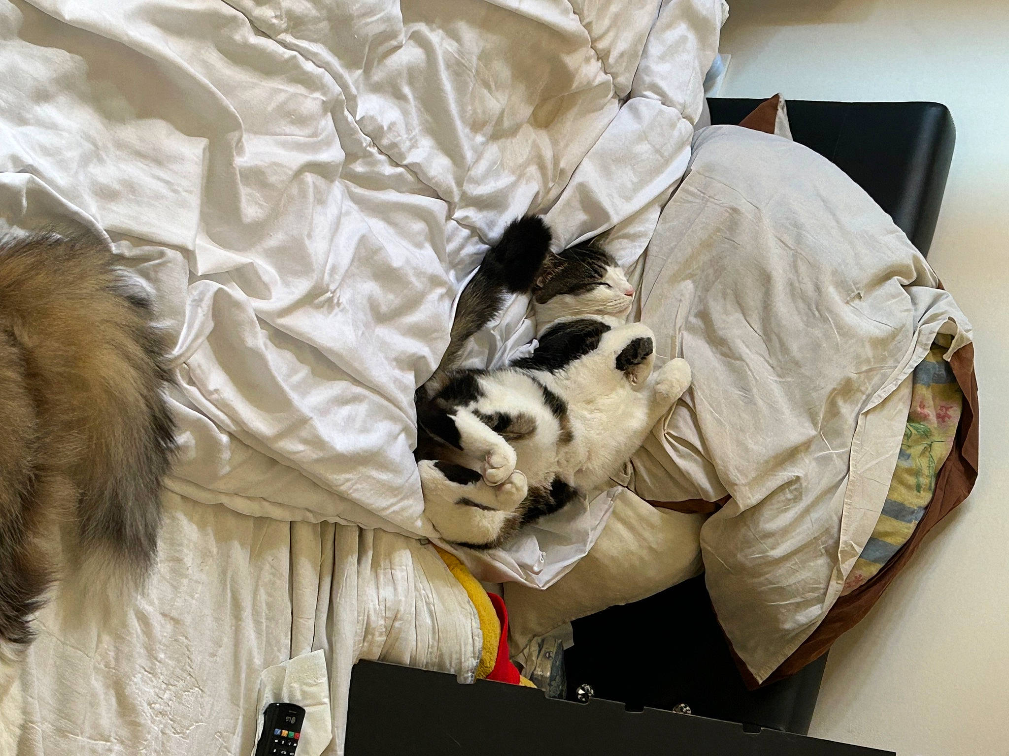 Minette a rejoint le concours — aidez-le/la à gagner de superbes lots ! bed, bed_sheet, bedding, canidae, carnivore, cat, comfort, companion_dog, dog_breed, duvet, fawn, felidae, fur, linens, nap, room, small_to_medium_sized_cats, sporting_group, textile, whiskers