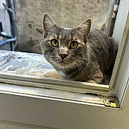 Grizou a rejoint le concours — aidez-le/la à gagner de superbes lots ! cat, gray_cat, tabby, window, curious, yellow_eyes, pet, animal, feline, looking, closeup, indoor, ledges, whiskers, ears, nose, face, outdoor_background, daylight, quiet