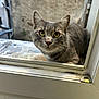 cat, gray_cat, tabby, window, curious, yellow_eyes, pet, animal, feline, looking, closeup, indoor, ledges, whiskers, ears, nose, face, outdoor_background, daylight, quiet