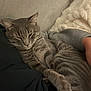 cat, gray_tabby, sleepy, indoor, cozy, couch, blanket, striped_shirt, person, pet, feline, whiskers, paw, relaxed, close_up, fur, domestic_animal, resting, comfort, snuggle