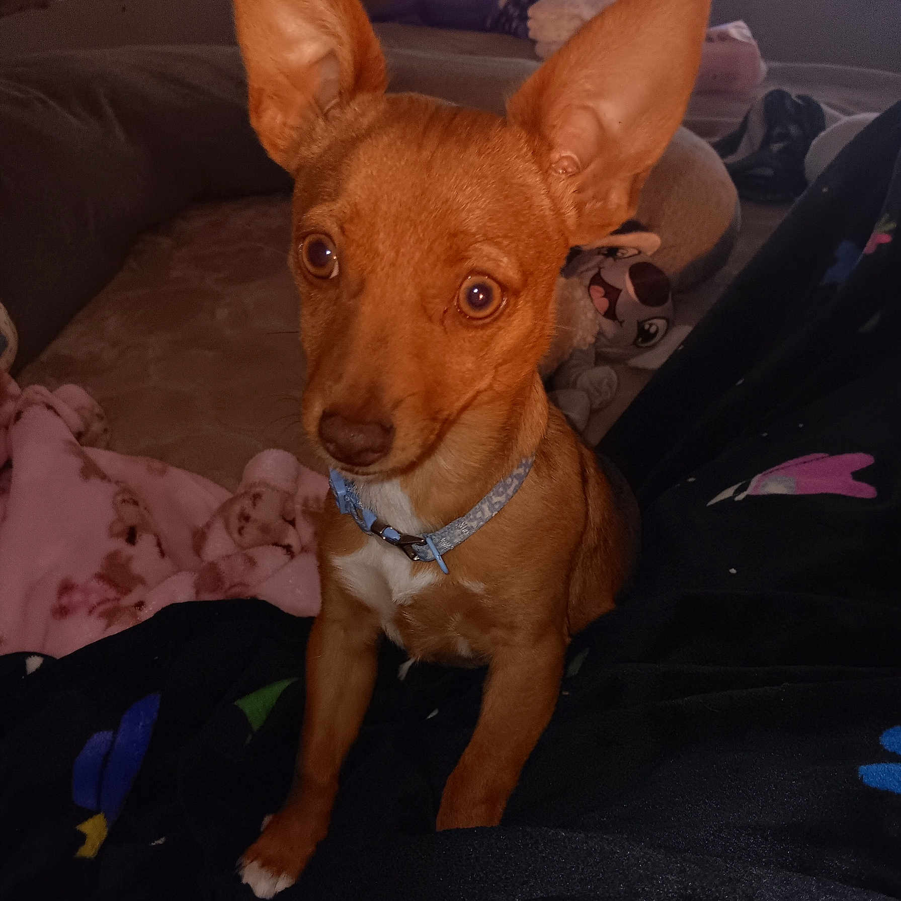 Papi joined the competition — help win amazing prizes! accessories, animal, bag, bed, bulldog, canine, chair, chihuahua, couch, cushion, dog, furniture, handbag, homedecor, hound, pet, puppy, snout, strap, terrier