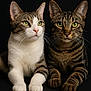 animal, cat, closeup, companion, cute, domestic_cat, ears, feline, fur, green_eyes, indoor, looking, paws, pets, portrait, sitting, tabby_cat, two_cats, whiskers, white_cat