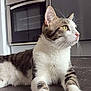 alert, animal, cabinet, cat, curious, domestic_animal, feline, floor, household, indoor, kitchen, kitten, lying_down, oven, paws, pet, side_view, tabby, whiskers, white_fur